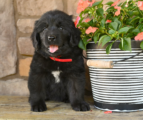 Newfoundland For Sale Dalton OH-Gypsy