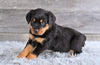 AKC Rottweiler For Sale Fredericksburg OH Hank