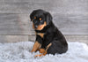 AKC Rottweiler For Sale Fredericksburg OH Hank