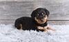 AKC Rottweiler For Sale Fredericksburg OH Hank