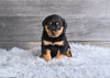 AKC Rottweiler For Sale Fredericksburg OH Hank