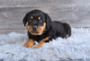 AKC Rottweiler For Sale Fredericksburg OH Hank
