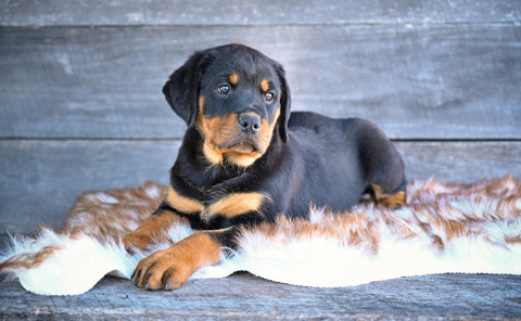 AKC Rottweiler For Sale Fredericksburg OH Hank