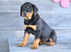 AKC Rottweiler For Sale Fredericksburg OH Hank