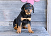 AKC Rottweiler For Sale Fredericksburg OH Hank