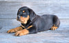 AKC Rottweiler For Sale Fredericksburg OH Hank