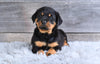 AKC Rottweiler For Sale Fredericksburg OH Harper