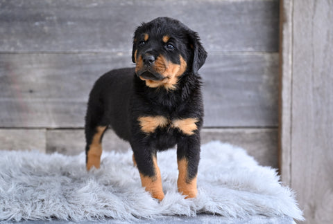 AKC Rottweiler For Sale Fredericksburg OH Harper
