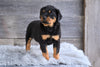 AKC Rottweiler For Sale Fredericksburg OH Harper