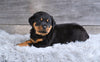 AKC Rottweiler For Sale Fredericksburg OH Harper