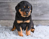 AKC Rottweiler For Sale Fredericksburg OH Harper