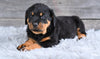 AKC Rottweiler For Sale Fredericksburg OH Harper