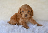 F1 Cockapoo For Sale Fresno OH-Hazel