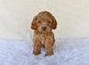 F1 Cockapoo For Sale Fresno OH-Hazel