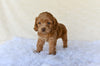 F1 Cockapoo For Sale Fresno OH-Hazel