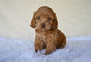 F1 Cockapoo For Sale Fresno OH-Hazel