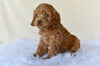 F1 Cockapoo For Sale Fresno OH-Hazel