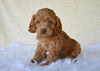 F1 Cockapoo For Sale Fresno OH-Hazel