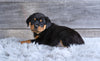 AKC Rottweiler For Sale Fredericksburg OH Heidi