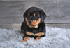 AKC Rottweiler For Sale Fredericksburg OH Heidi