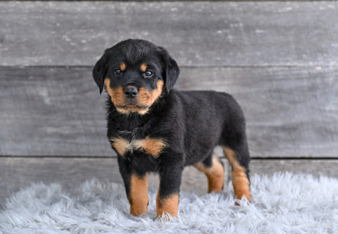 AKC Rottweiler For Sale Fredericksburg OH Heidi