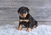 AKC Rottweiler For Sale Fredericksburg OH Heidi