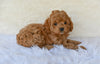 F1 Cockapoo For Sale Fresno OH-Heidi