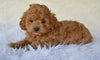 F1 Cockapoo For Sale Fresno OH-Heidi