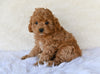 F1 Cockapoo For Sale Fresno OH-Heidi