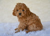 F1 Cockapoo For Sale Fresno OH-Heidi