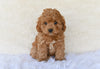 F1 Cockapoo For Sale Fresno OH-Heidi