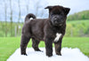 AKC Akita For Sale Millersburg OH Female-Holly