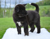AKC Akita For Sale Millersburg OH Female-Holly