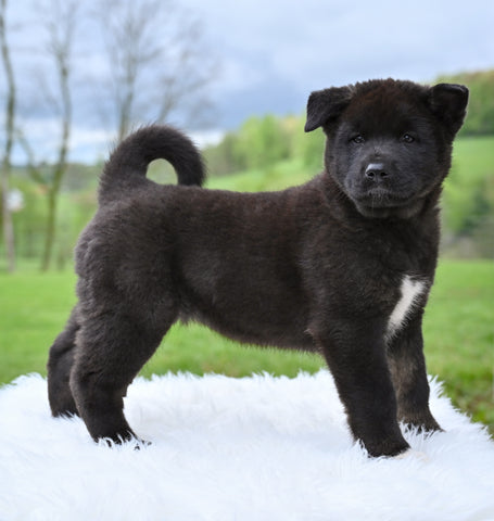 AKC Akita For Sale Millersburg OH Female-Holly