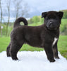 AKC Akita For Sale Millersburg OH Female-Holly