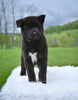 AKC Akita For Sale Millersburg OH Female-Holly