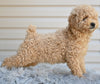 Miniature Poodle For Sale Millersburg OH-Honey