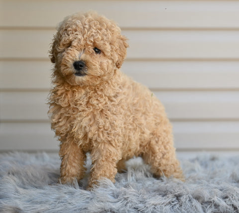 Miniature Poodle For Sale Millersburg OH-Honey