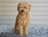 Miniature Poodle For Sale Millersburg OH-Honey