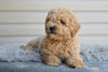 Miniature Poodle For Sale Millersburg OH-Honey