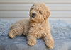 Miniature Poodle For Sale Millersburg OH-Honey
