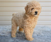 Miniature Poodle For Sale Millersburg OH-Honey