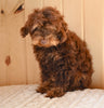 Toy Poodle For Sale Fresno Ohio Hudson