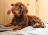 Toy Poodle For Sale Fresno Ohio Hudson