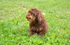 Toy Poodle For Sale Fresno Ohio Hudson