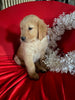 AKC Registered Golden Retriever For Sale Sugarcreek OH Female-Holly