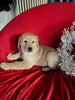 AKC Registered Golden Retriever For Sale Sugarcreek OH Female-Holly