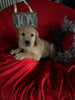 AKC Registered Golden Retriever For Sale Sugarcreek OH Male-Rufus