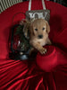 AKC Registered Golden Retriever For Sale Sugarcreek OH Male-Rufus