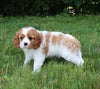 AKC Registered Cavalier KCS For Sale Millersburg OH Male-Buddy